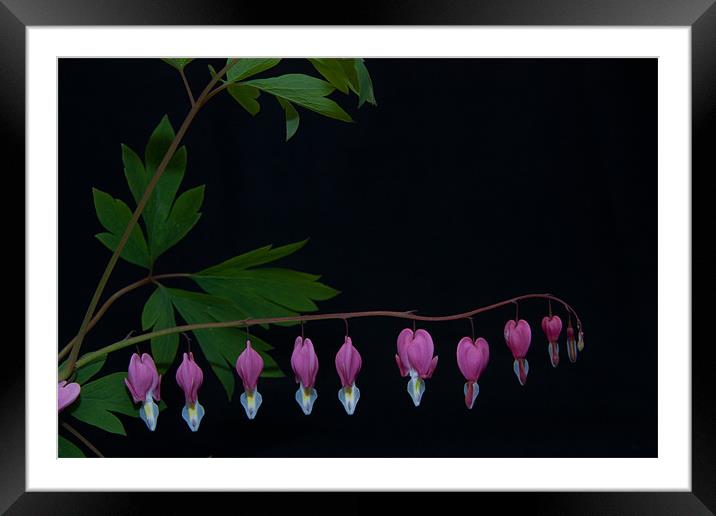 Bleeding Heart, Dicentra Spectabilis, on a black b Framed Mounted Print by Dawn O'Connor