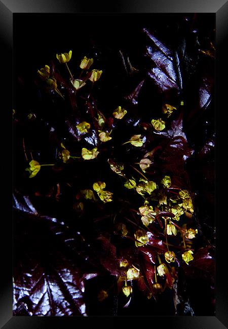 Acer platanoides 'Crimson King' Framed Print by Dawn O'Connor