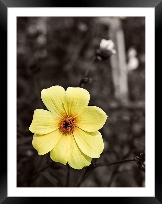 Yellow Delight Framed Mounted Print by Dawn O'Connor