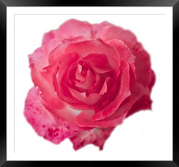 Pink Rose on White Framed Mounted Print by Dawn O'Connor