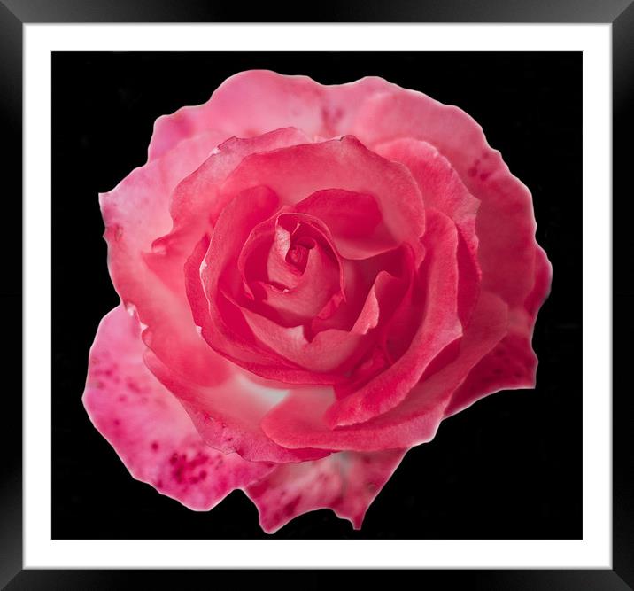 Pink Rose on Black Framed Mounted Print by Dawn O'Connor