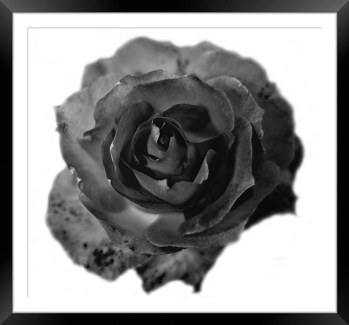 A Rose in Black and White 2 Framed Mounted Print by Dawn O'Connor