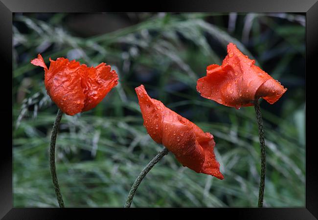 Poppies with Real Raindrops! Framed Print by Dawn O'Connor