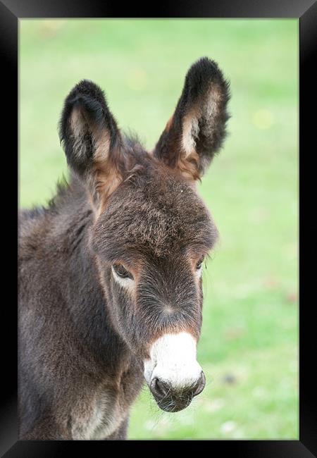 Little Donkey Framed Print by Dawn O'Connor