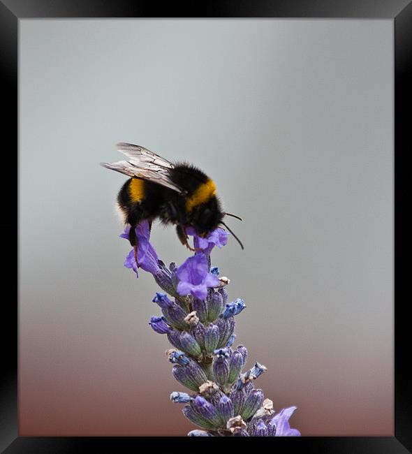 Bee on Lavender Framed Print by Dawn O'Connor