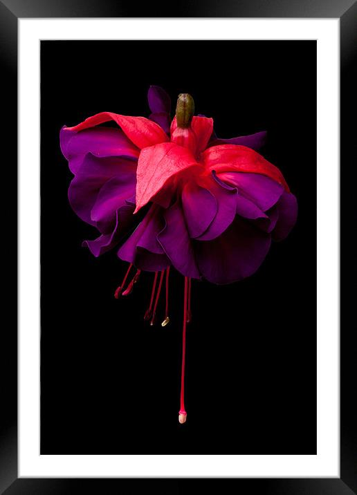 Fuchsia, Royal Deep Purple Framed Mounted Print by Dawn O'Connor