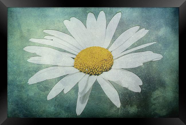 Ox Eye Daisy, Leucanthemum vulgare Framed Print by Dawn O'Connor