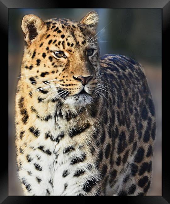 Marwell Leopard Framed Print by Lauren Meyerink