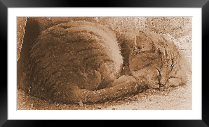 Sleeping Kitty Framed Mounted Print by Lauren Meyerink
