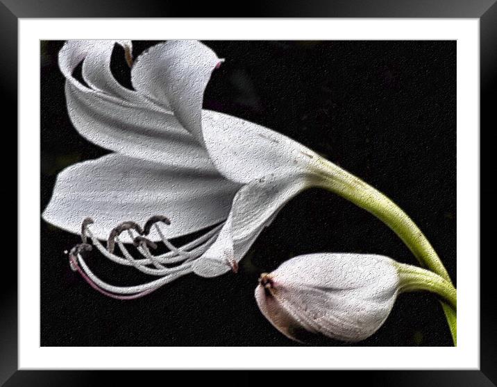 Stone lily Framed Mounted Print by Lauren Meyerink