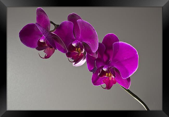 orchids Framed Print by alex williams