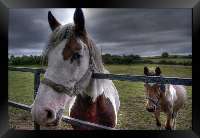 horses Framed Print by alex williams