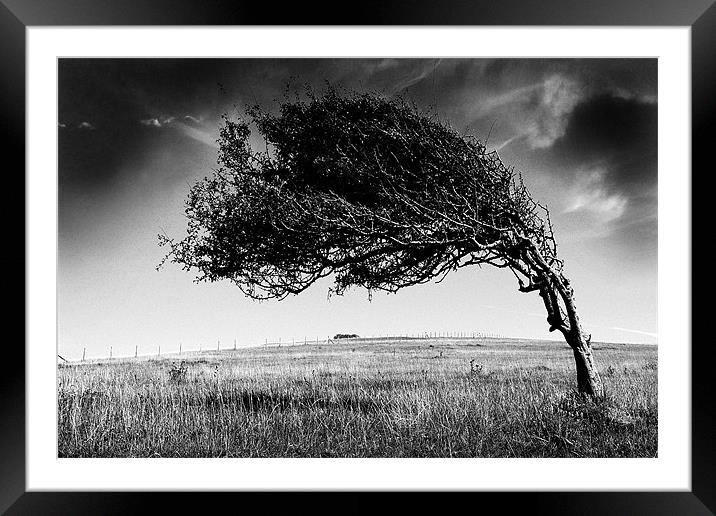 Windswept Framed Mounted Print by Graham Piper