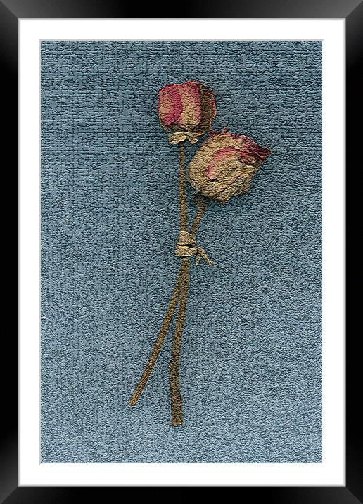 Paper roses Framed Mounted Print by Graham Piper