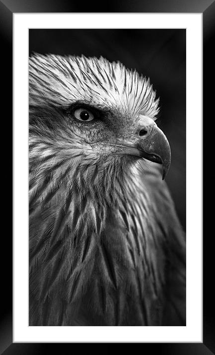 Poised Framed Mounted Print by Graham Piper