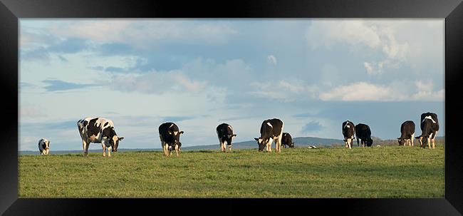 Spring Cattle Framed Print by Declan Howard