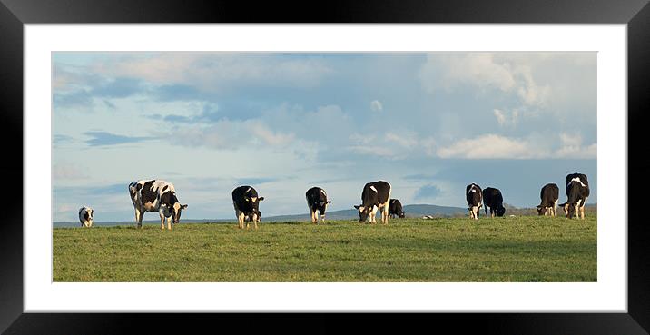 Spring Cattle Framed Mounted Print by Declan Howard