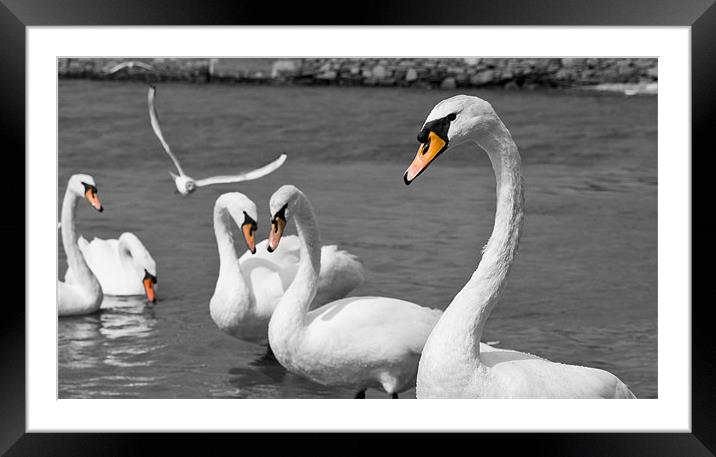 Swans Framed Mounted Print by Declan Howard