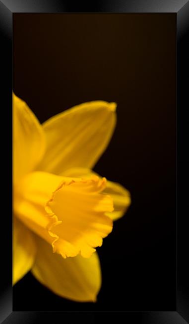 Mellow Yellow #2 Framed Print by Declan Howard