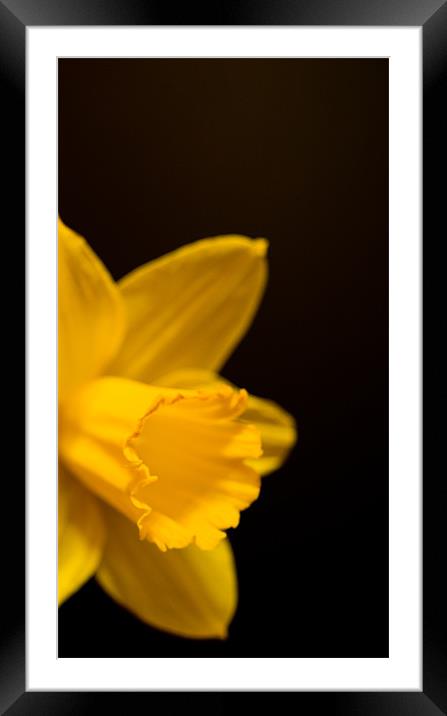 Mellow Yellow #2 Framed Mounted Print by Declan Howard