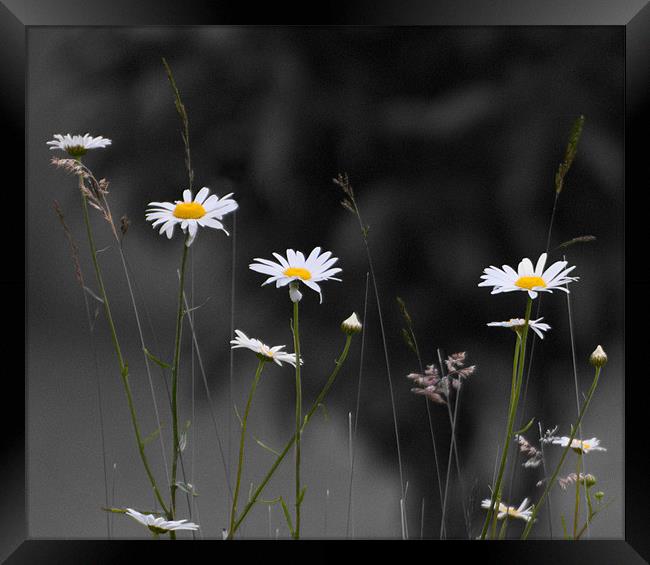 Daisies Framed Print by Declan Howard