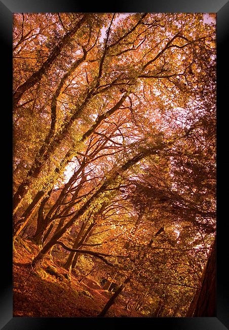 That Autumn Feeling Framed Print by Declan Howard