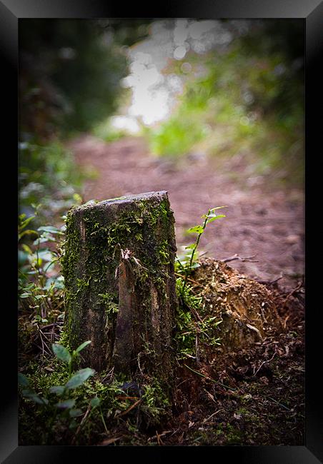 Stumped Framed Print by Declan Howard