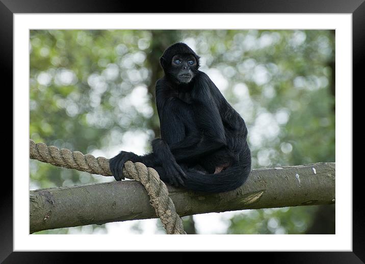 Spider Monkey Framed Mounted Print by Declan Howard