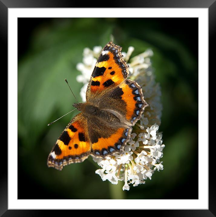 Red Admiral #1 Framed Mounted Print by Declan Howard