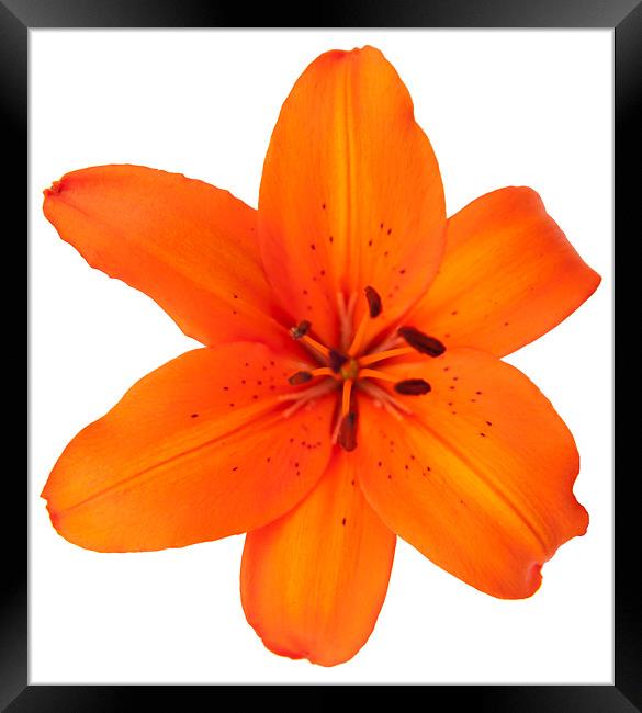 Orange Lily Framed Print by Declan Howard