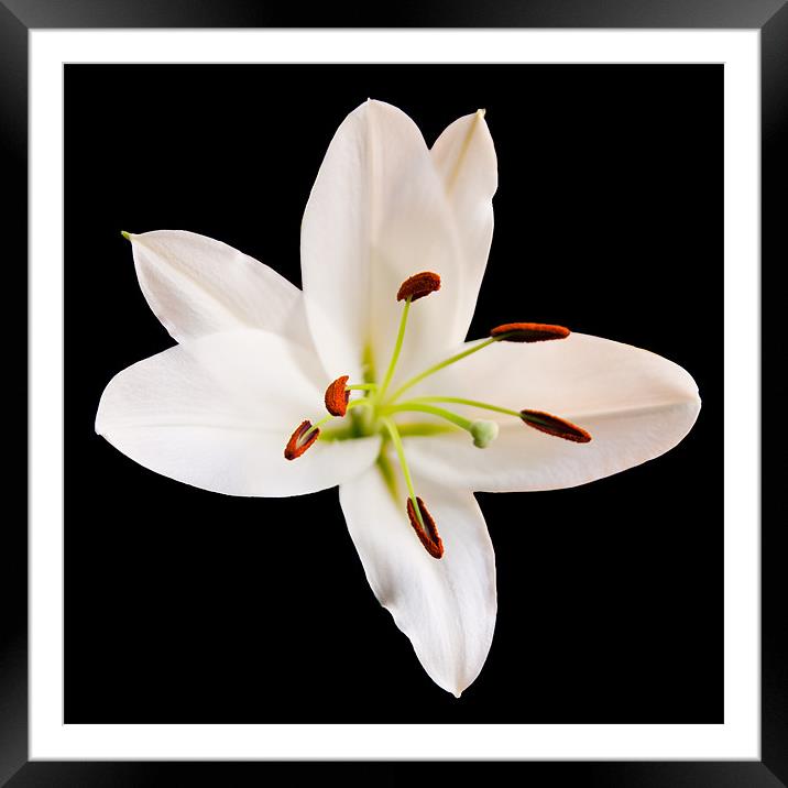 White Lily Framed Mounted Print by Declan Howard