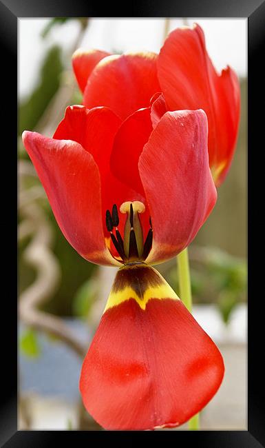 Last Tulip of the Summer Framed Print by Declan Howard