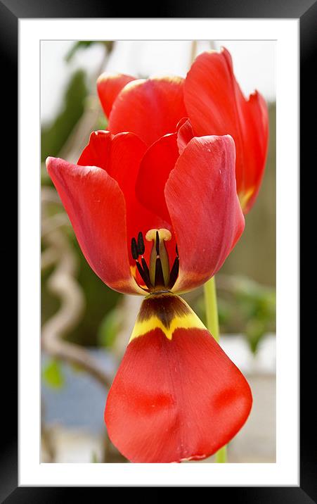 Last Tulip of the Summer Framed Mounted Print by Declan Howard