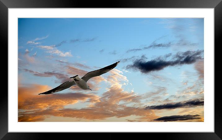 Flying Home Framed Mounted Print by Declan Howard