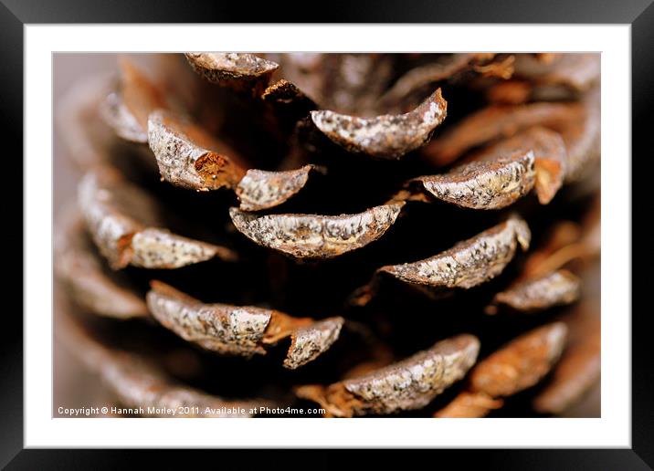 Pinecone Framed Mounted Print by Hannah Morley