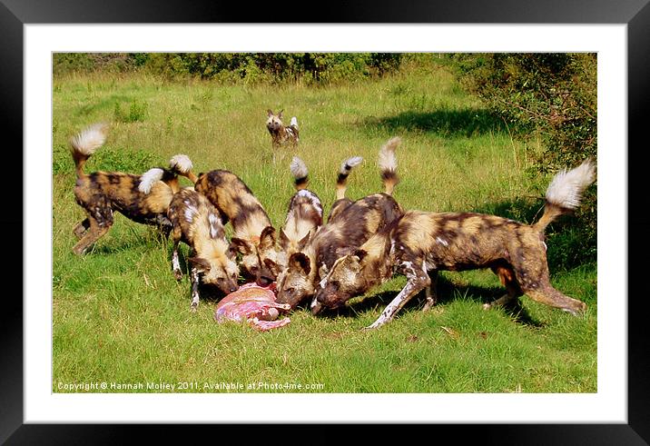 South African Wild Dogs Framed Mounted Print by Hannah Morley