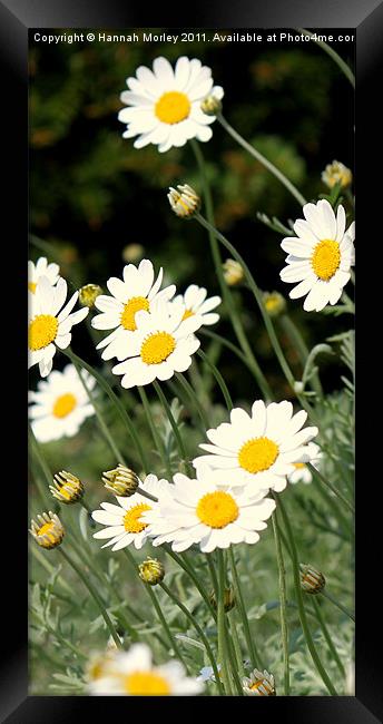 Daisy, Daisy... Framed Print by Hannah Morley