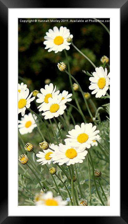 Daisy, Daisy... Framed Mounted Print by Hannah Morley