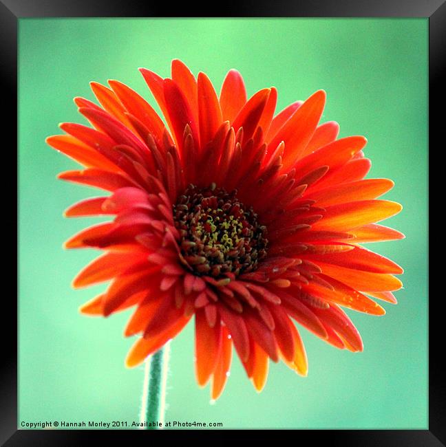 Gerbera Framed Print by Hannah Morley