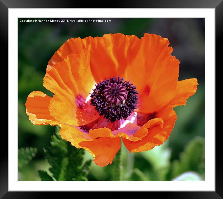 Poppy Framed Mounted Print by Hannah Morley