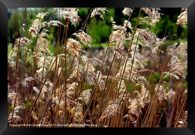 Gone with the Wind... Framed Print by Hannah Morley