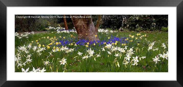 Spring, glorious Spring! Framed Mounted Print by Hannah Morley