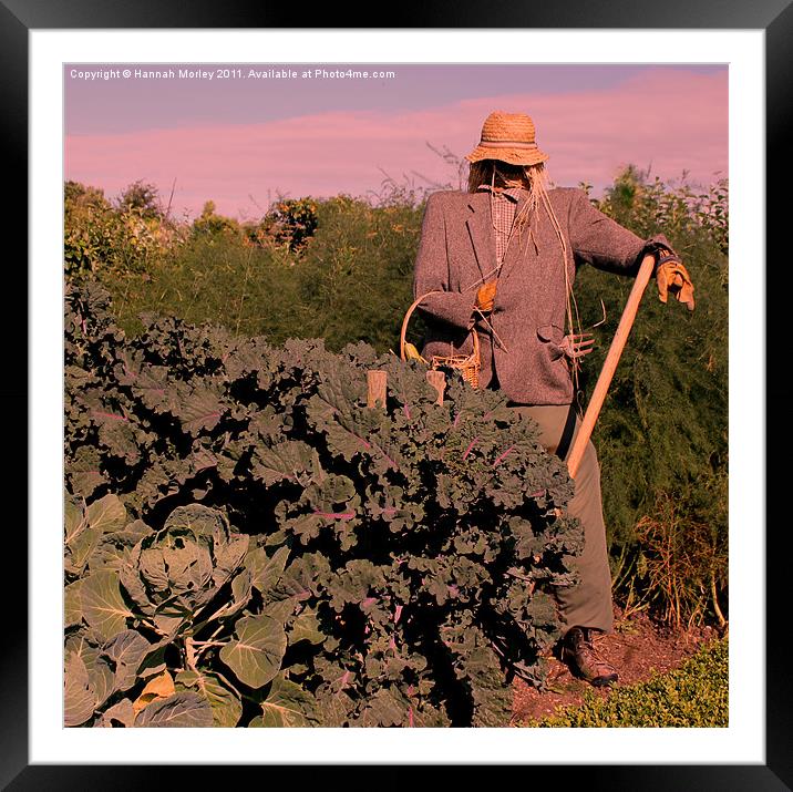 Scarecrow at Sunset Framed Mounted Print by Hannah Morley