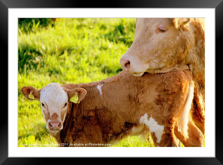 Cow and Calf Framed Mounted Print by Hannah Morley