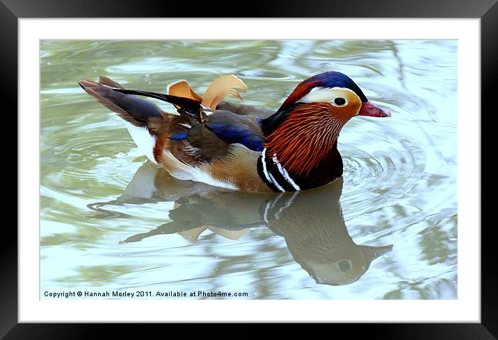 Mandarin Duck Framed Mounted Print by Hannah Morley