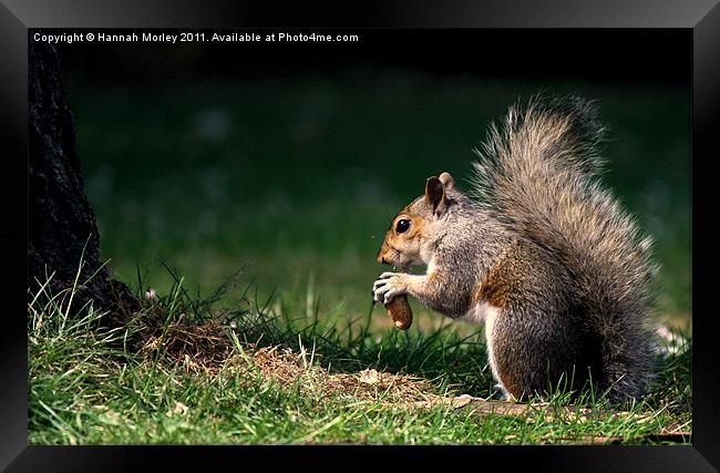 Grey Squirrel Framed Print by Hannah Morley