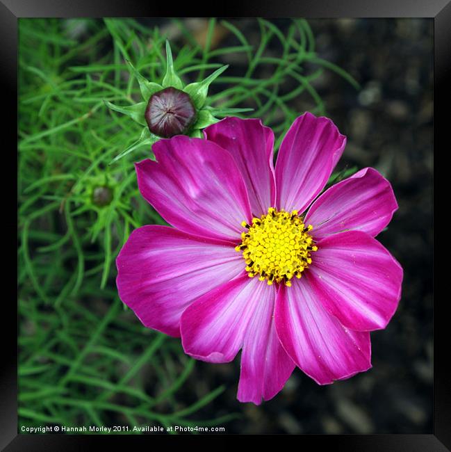 Purple Cosmos Flower Framed Print by Hannah Morley