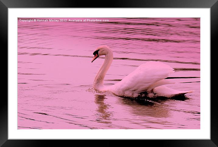 Pink Swan Framed Mounted Print by Hannah Morley