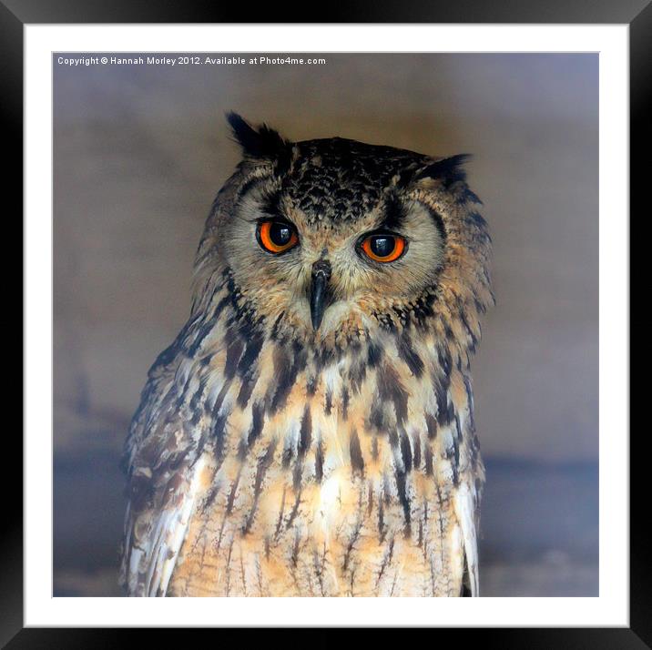 Eurasian Eagle Owl Framed Mounted Print by Hannah Morley