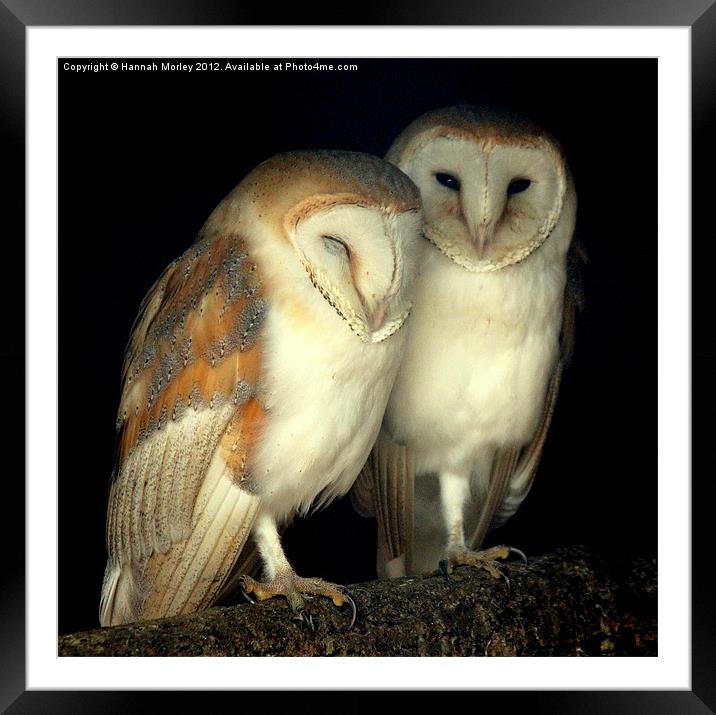 Barn Owl Love Framed Mounted Print by Hannah Morley